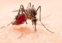 Registra Sonora segundo lugar nacional en casos de dengue y rikettsiosis