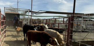 Productores en México advierten alza en precio de carne hacia 2026 por gusano barrenador y aranceles