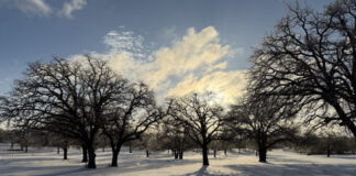 Tormenta de nieve deja más de 700 mil hogares sin electricidad en EEUU