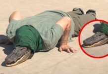 Así fue captado un therian cocodrilo caminando en calles de Navojoa