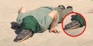 Así fue captado un therian cocodrilo caminando en calles de Navojoa