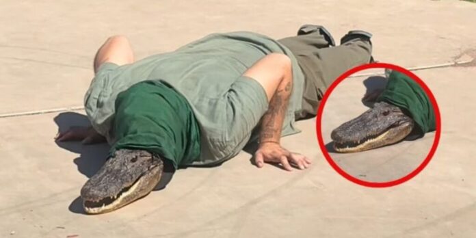 Así fue captado un therian cocodrilo caminando en calles de Navojoa (1)