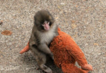 El mono Punch y su inseparable peluche conquistan Japón y las redes sociales