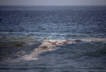 Greenpeace: mancha de crudo en el golfo de México tiene “impacto severo” en el ecosistema