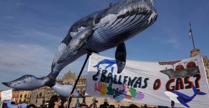ballenas
