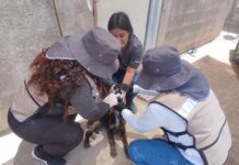 Suben a 33 las muertes por Rickettsia en Sonora y Guaymas está entre los más afectados