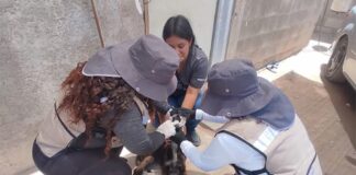 Suben a 33 las muertes por Rickettsia en Sonora y Guaymas está entre los más afectados