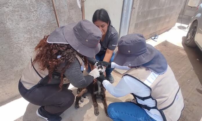 SUBEN A 33 LAS MUERTES POR RICKETTSIA EN SONORA Y GUAYMAS ESTÁ ENTRE LOS MÁS GOLPEADOS (1)