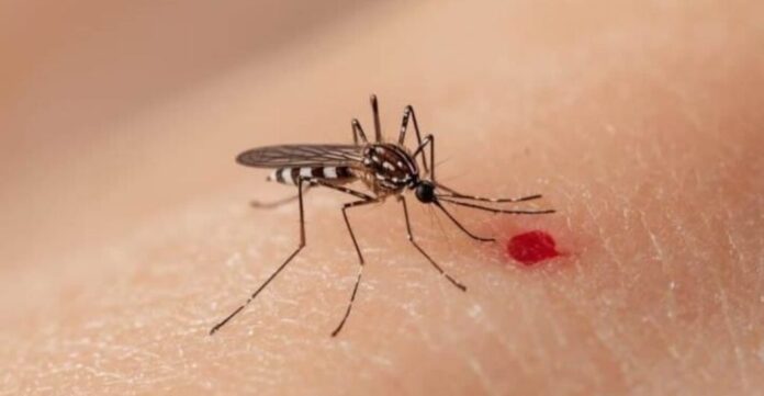 Se reportan 7 muertes y más de 3 mil casos de dengue en el país (1)