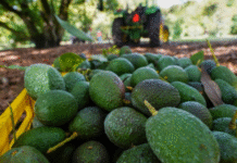Golpe al aguacate mexicano: USDA detiene temporalmente operaciones en Michoacán