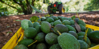Golpe al aguacate mexicano: USDA detiene temporalmente operaciones en Michoacán