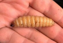 Gusano barrenador alcanza Matachí, Chihuahua y amenaza con extenderse a Sonora
