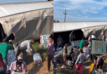 Rapiña tras volcadura de tráiler con agua en la carretera México 15, cerca de Sinaloa y Sonora
