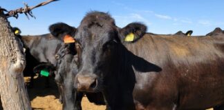Gusano barrenador se extiende por México: sólo dos estados siguen libres de la plaga