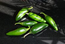 EE.UU. advierte de brote de salmonela por jalapeños procedentes de México