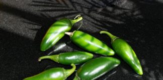 EE.UU. advierte de brote de salmonela por jalapeños procedentes de México