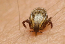 Rickettsia deja dos muertes en San Luis Río Colorado