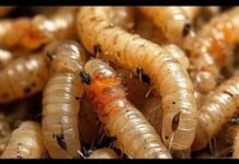 Gusano Barrenador; se multiplican casos confirmados en Sonora con 23 animales infectados por la plaga