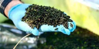 Buscan evitar que la plaga del GB llegue a Hermosillo al detectarse el primer caso a 80 kilómetros al sur de la capital