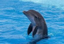 Moana murió y no tenía porque morir así; piden clausura del Delfinario de San Carlos